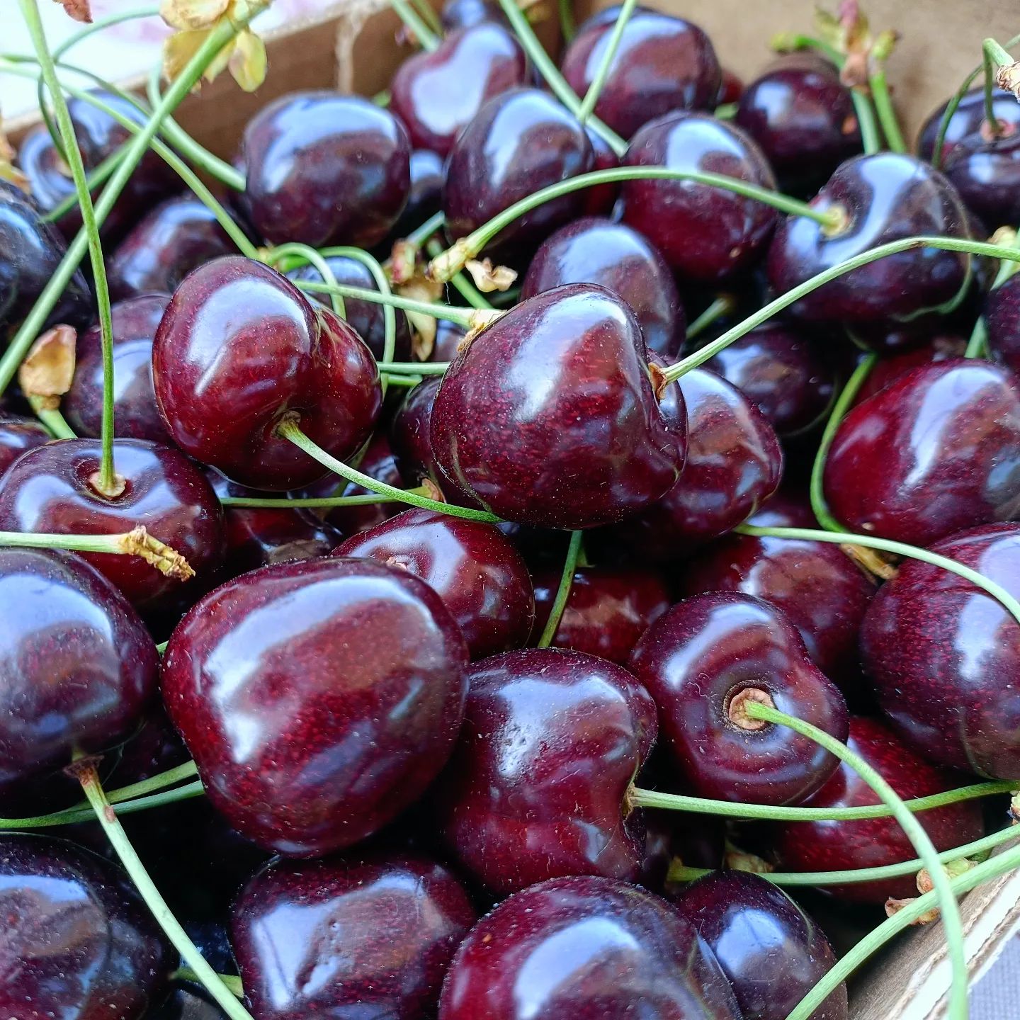 🍒#ciliegie #cherry #cherrypicking #thelastcherry #ciliegia #frutta #polifenoli #antociani #antiossidanti