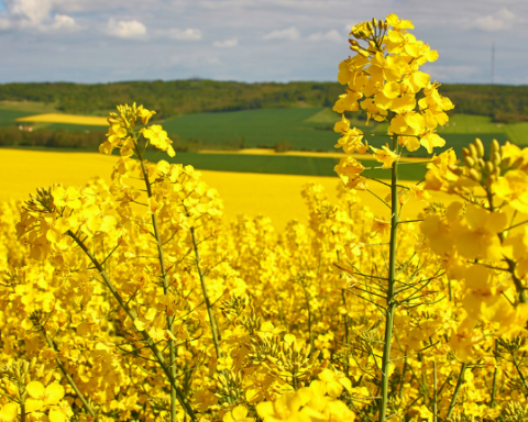 rapeseed protein