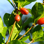 Nuovo alimento: Synsepalum dulcificum