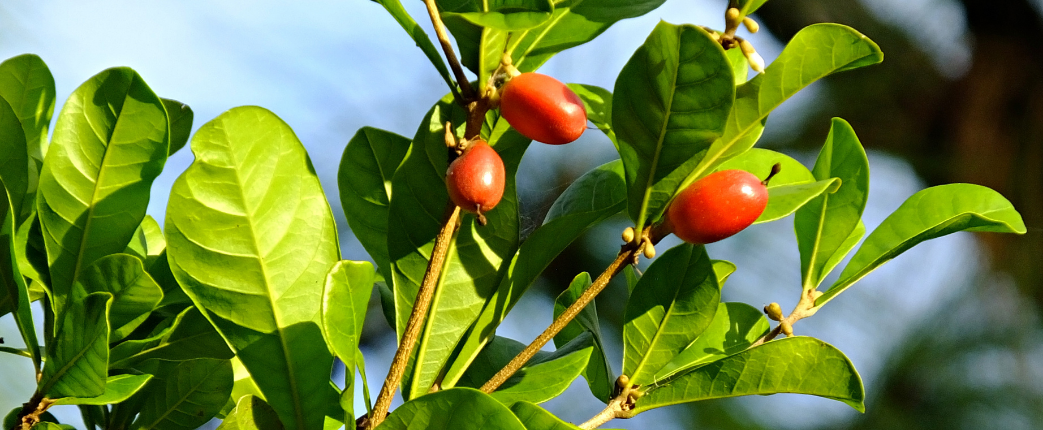 Nuovo alimento: Synsepalum dulcificum