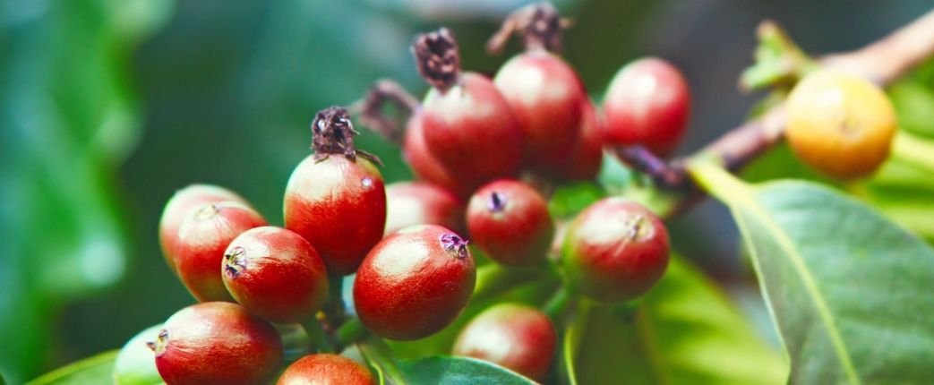 Polpa essiccata e infuso di bacche di caffè